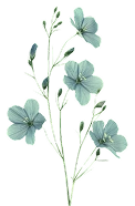 daun3
