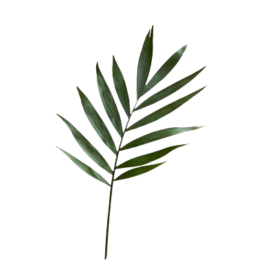 daun3