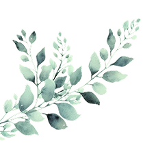 daun kiri